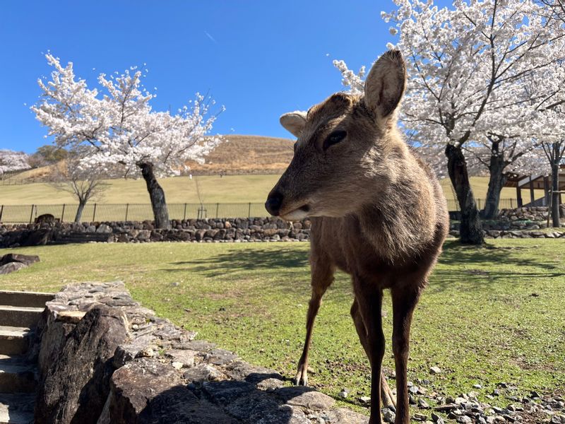 Nara Private Tour - Un cerf en promenade