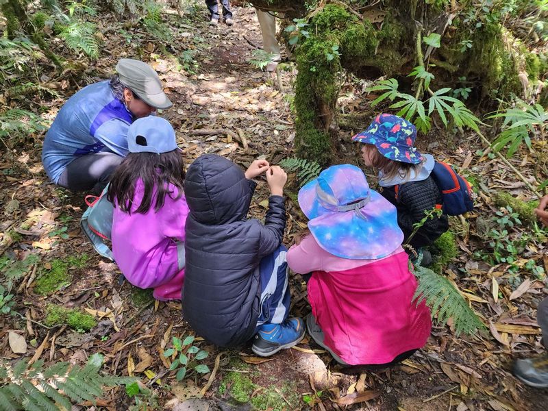 Pichincha Private Tour - I guide families with children- forest