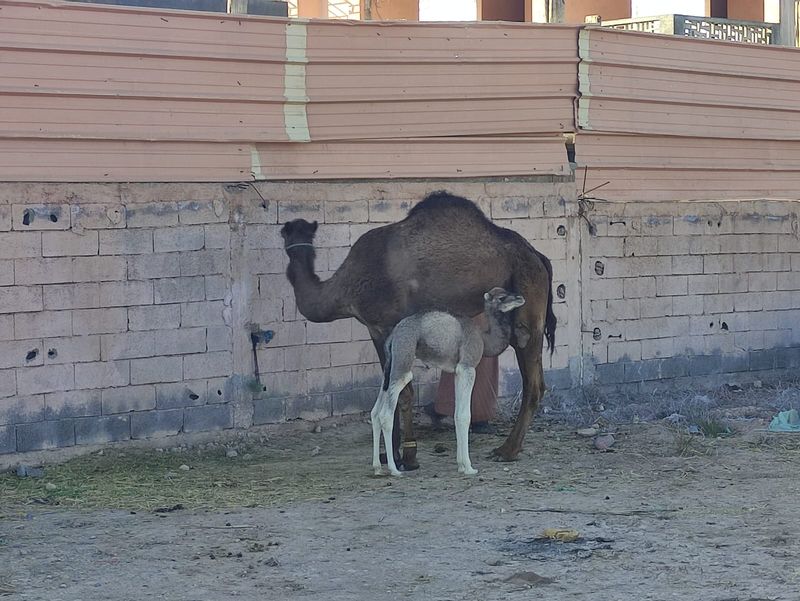 Casablanca Private Tour - Happy Camels