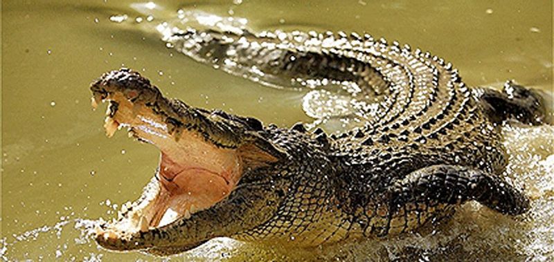 Nairobi Private Tour - Crocodiles farm.