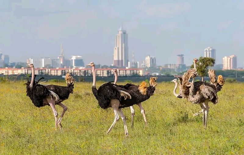 Nairobi Private Tour - Nairobi Nation park.