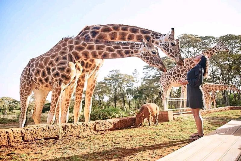 Nairobi Private Tour - Giraffes center.