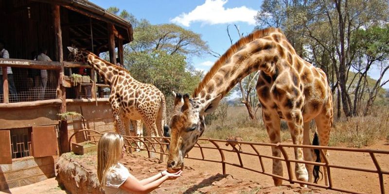 Nairobi Private Tour - Giraffes centre.