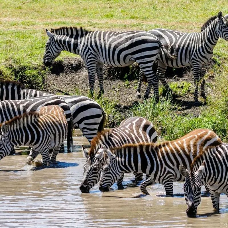 Nairobi Private Tour - 