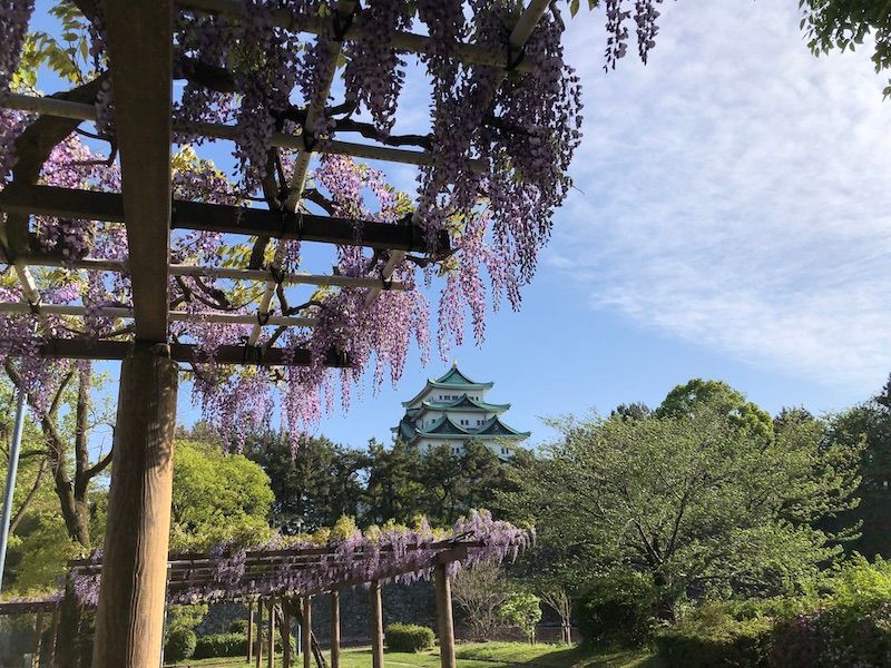 Aichi Private Tour - Wisteria and Nagoya Castle (April)