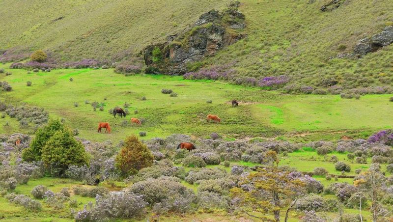 Lijiang Private Tour - Gelandan Grassland