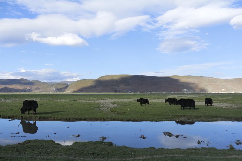 Lijiang Private Tour - Shangrila Yila grassland 