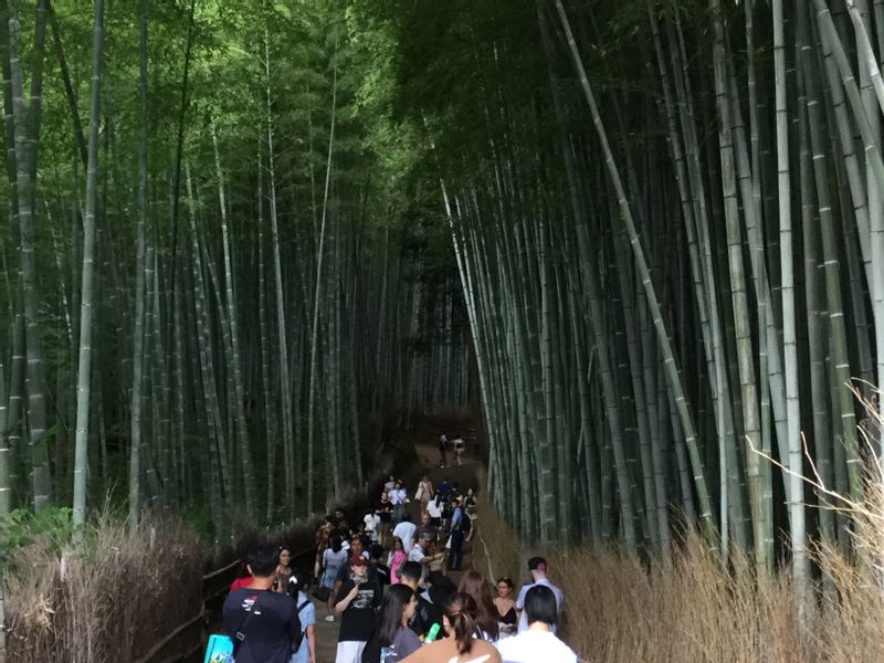 Kanagawa Private Tour - Kyoto tour, Bamboo forest