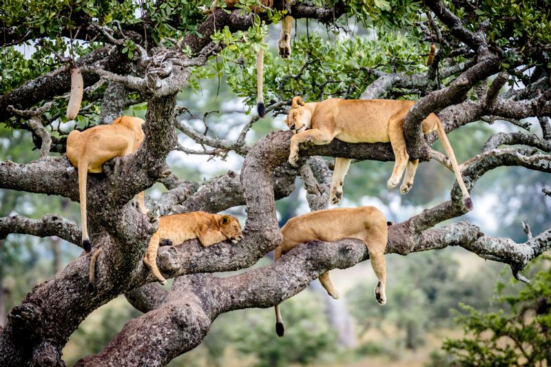 Kilimanjaro Private Tour - Tree climbing lions of Lake Manyara