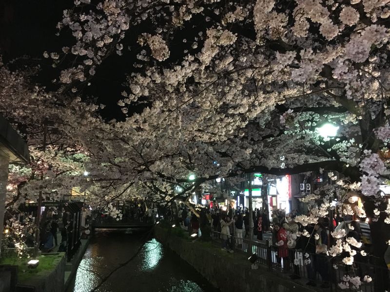 Chiba Private Tour - Night Sakura viewing in Kyoto