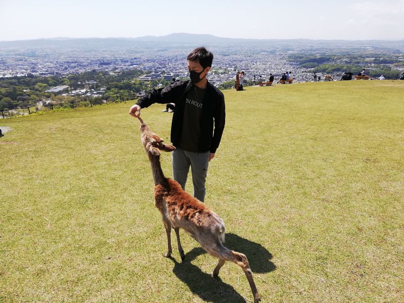 Chiba Private Tour - Wakakusayama in Nara with a cute deer