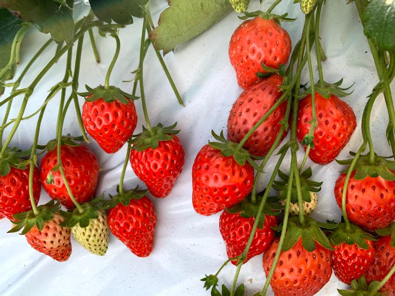 Chiba Private Tour - Strawberry picking