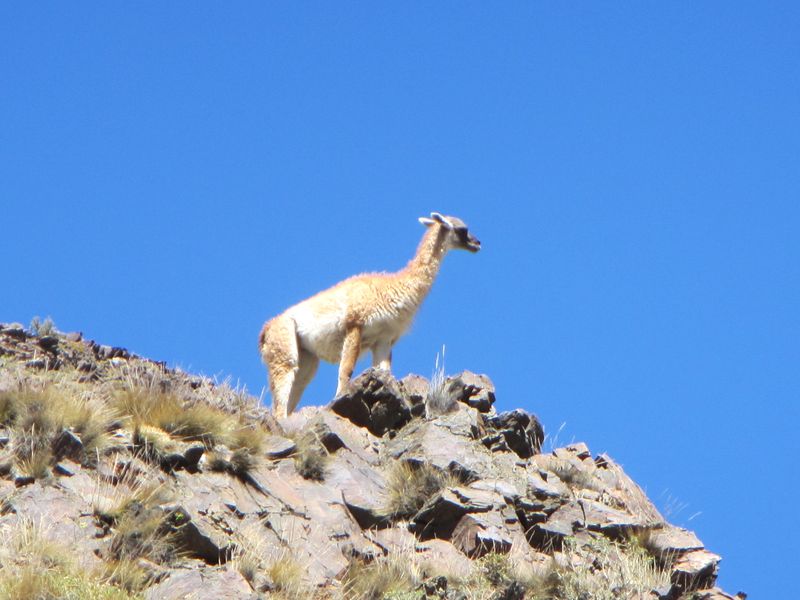 Mendoza Private Tour - Guanacos on the way