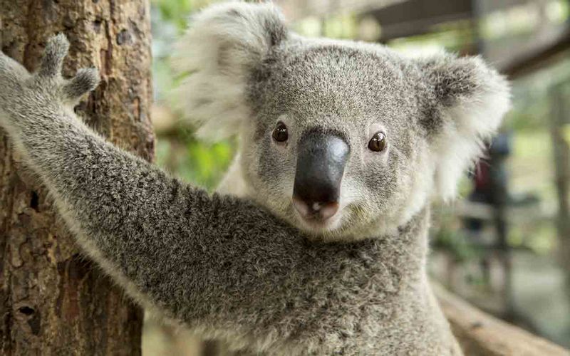 Sydney Private Tour - Koala