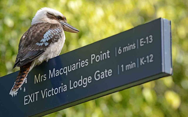 Sydney Private Tour - Kookaburra sits on the ...