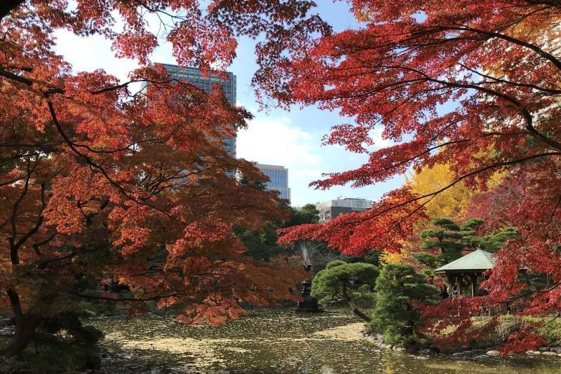 Saitama Private Tour - Beautiful Autumn leaves at Hibiya Park
