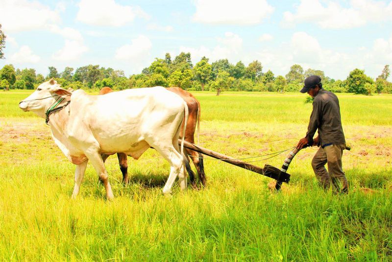 Siem Reap Private Tour - Rice Paddy 