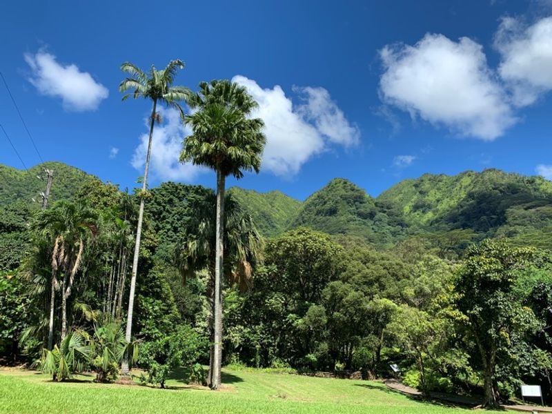 Hawaii (Oahu) Private Tour - Lyon Arboretum.