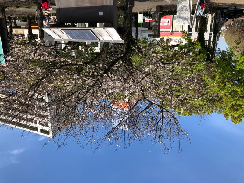 Kagoshima Private Tour - Row of cherry blossom trees along the Kotsuki River.