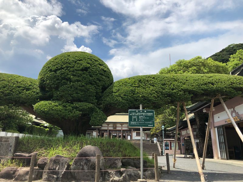 Kagoshima Private Tour - Saikaku at Terukuni Shrine A votive tree of Inumaki from the time when Nariakira Shimazu lived.