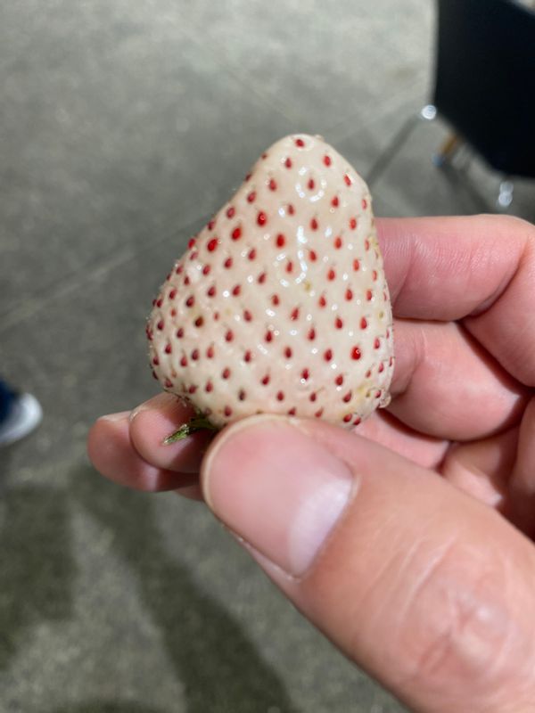 Kanazawa Private Tour - White strawberry