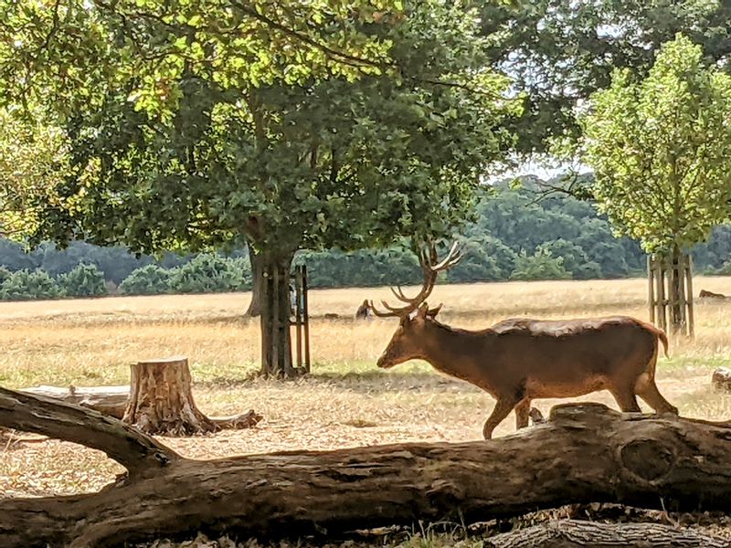 Richmond upon Thames Private Tour - 