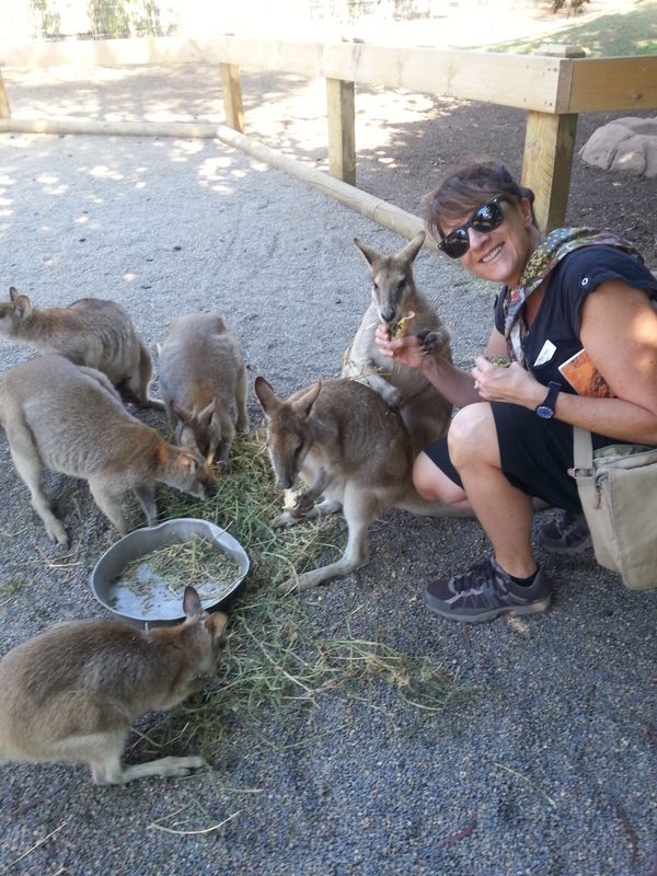 New South Wales Private Tour - Feeding kangaroos