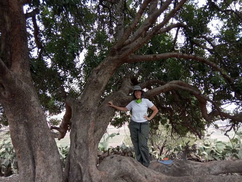 Caesarea Private Tour - I love trees!