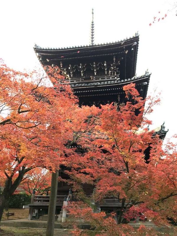 Kanagawa Private Tour - Stunning colorful maple leaves in November in Kyoto.   