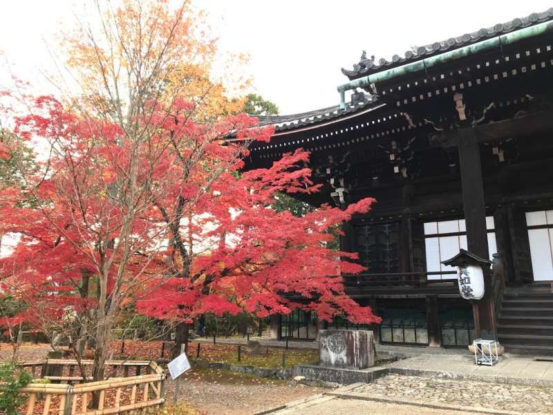 Kanagawa Private Tour - Off the beaten path temple in Kyoto. It is unlike another busy sightseeing spots in Kyoto. I'd like to introduce you gem-like calm temples.  