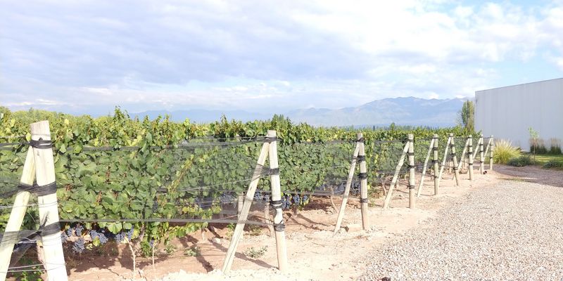 Mendoza Private Tour - Claudio Pinon wine tours