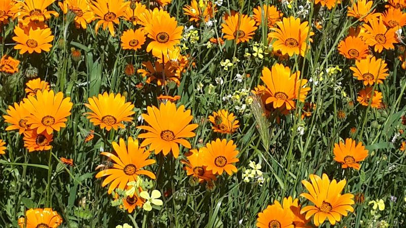 Western Cape Private Tour - Daisies on West Coast 