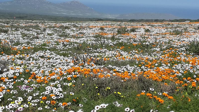 Western Cape Private Tour - Wild flowers in Spring