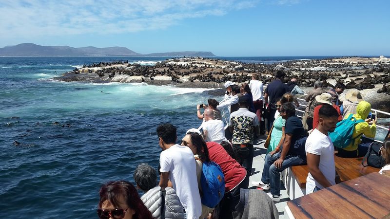 Western Cape Private Tour - Seal Island viewing