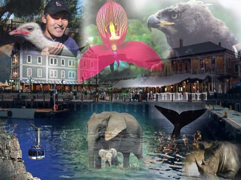 Western Cape Private Tour - Tour collage Cape Town