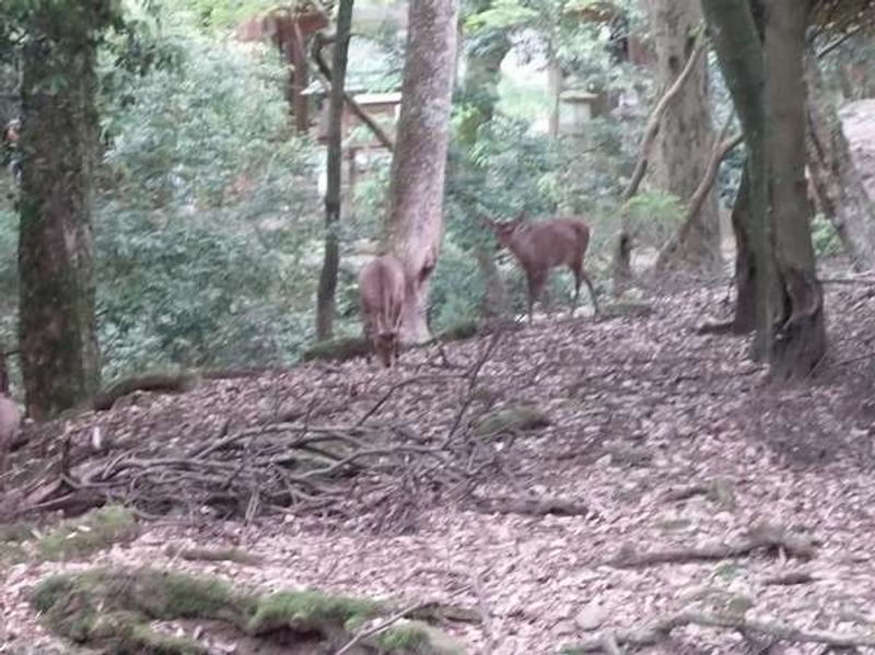 Osaka Private Tour - Deer in the deep forest of Kasuga-taisha Shrine