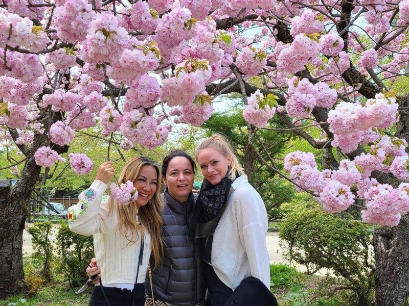 Aomori Private Tour - Hirosaki Castle park in cherry trees season.