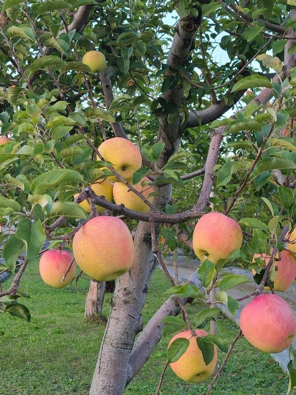 Aomori Private Tour - Aomori is the biggest apple producer in Japan. FUJI APPLE was born in Aomori.