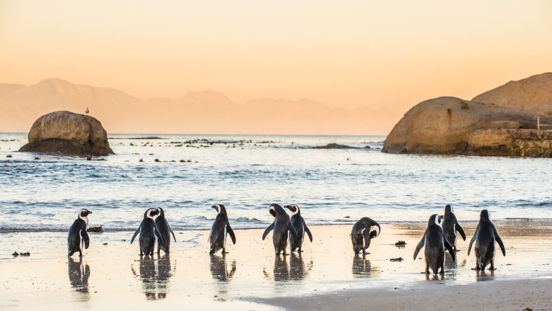 Cape Town Private Tour - 