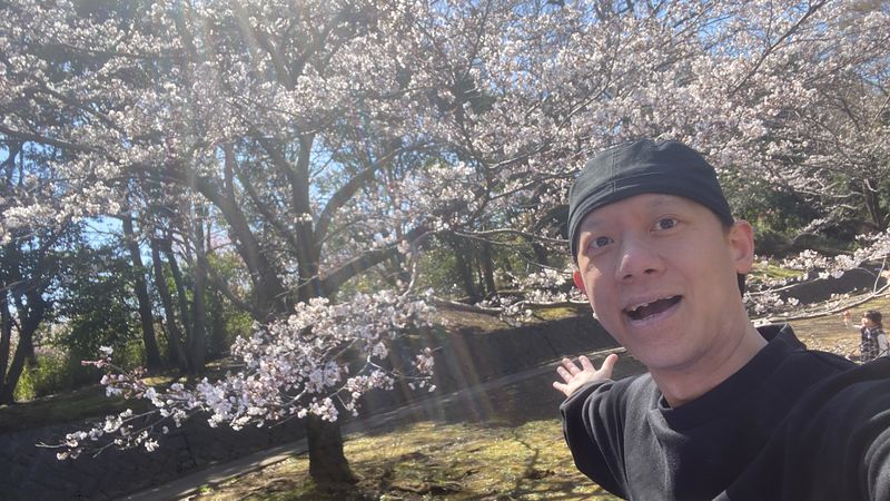 Tokyo Private Tour - Cherry blossom viewing in April