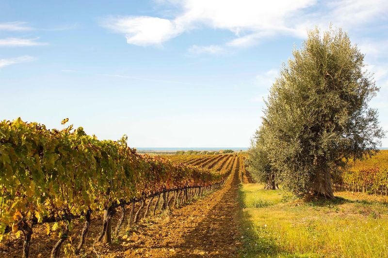 Toscana Private Tour - 