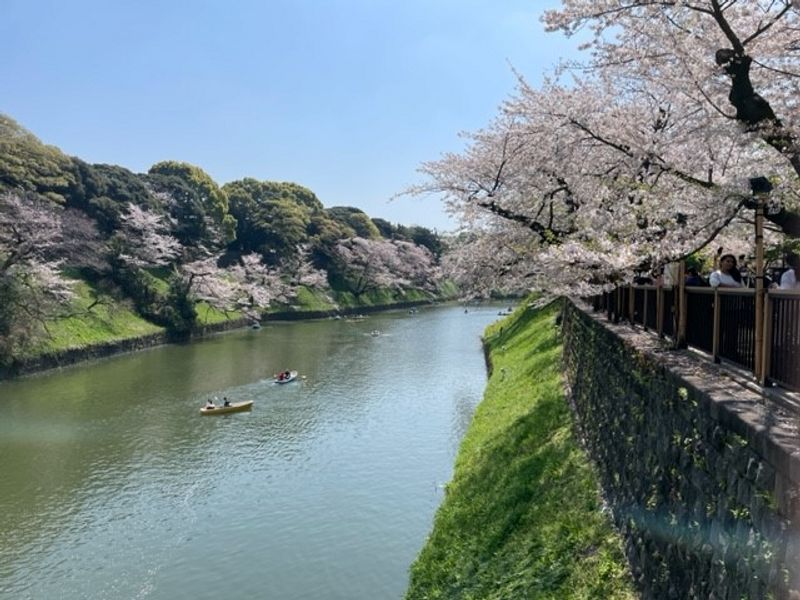 Chiba Private Tour - Imperial palace moat in spring