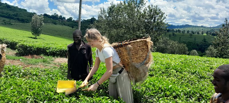 Fort Portal Private Tour - Tea plantation tours