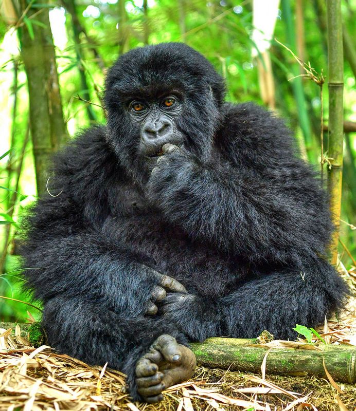 Fort Portal Private Tour - Mountain gorilla