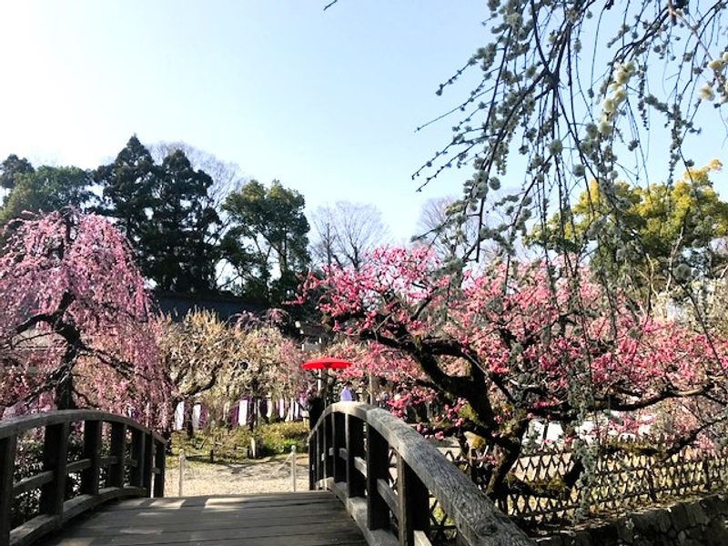 Kyoto Private Tour - Kitano Tenmangu Shrine in early spring