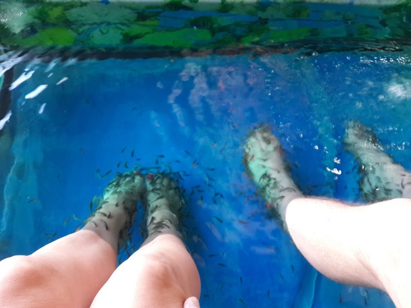 Western Cape Private Tour - Foot massage with fishes.....