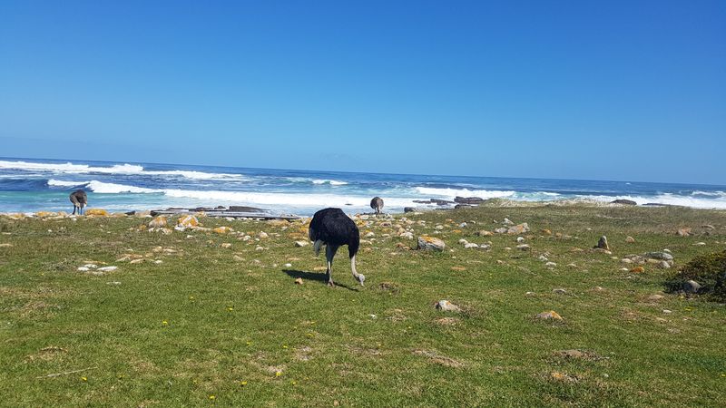 Cape Town Private Tour - Ostrich at Capepoint