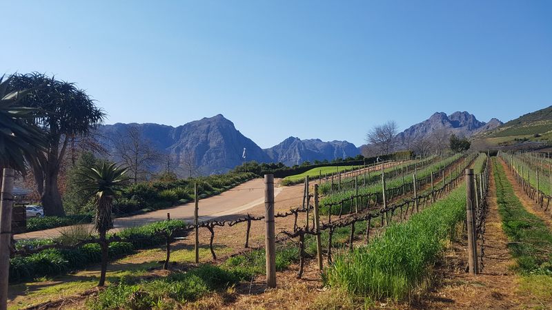 Cape Town Private Tour - Winelands