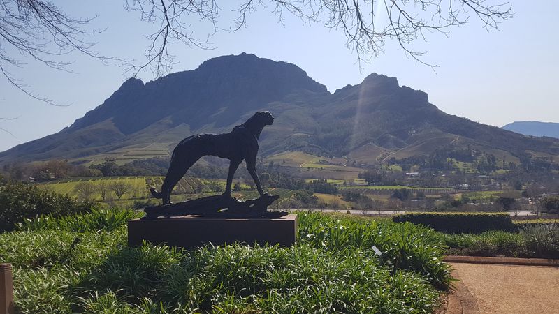 Cape Town Private Tour - Winelands