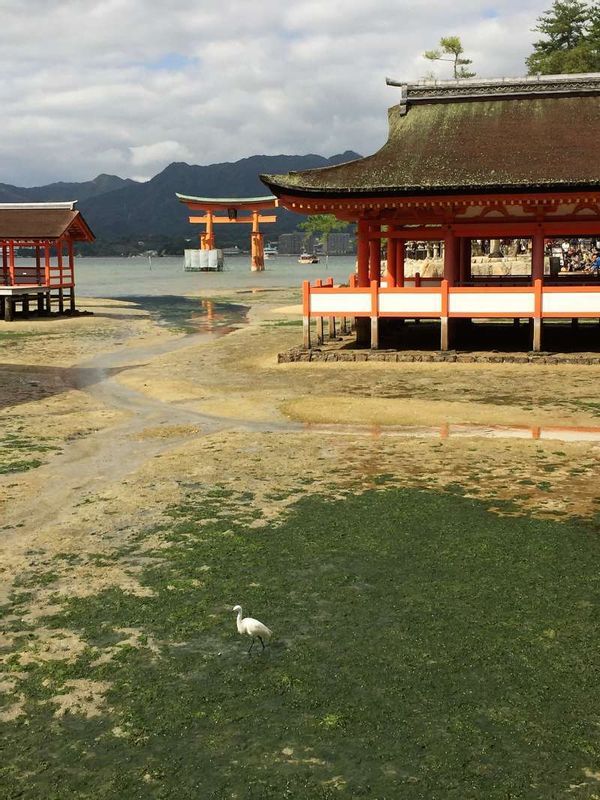 Osaka Private Tour - Cuando no hay marea, podemos caminar hasta el Torii del Santuario Itsukushima.